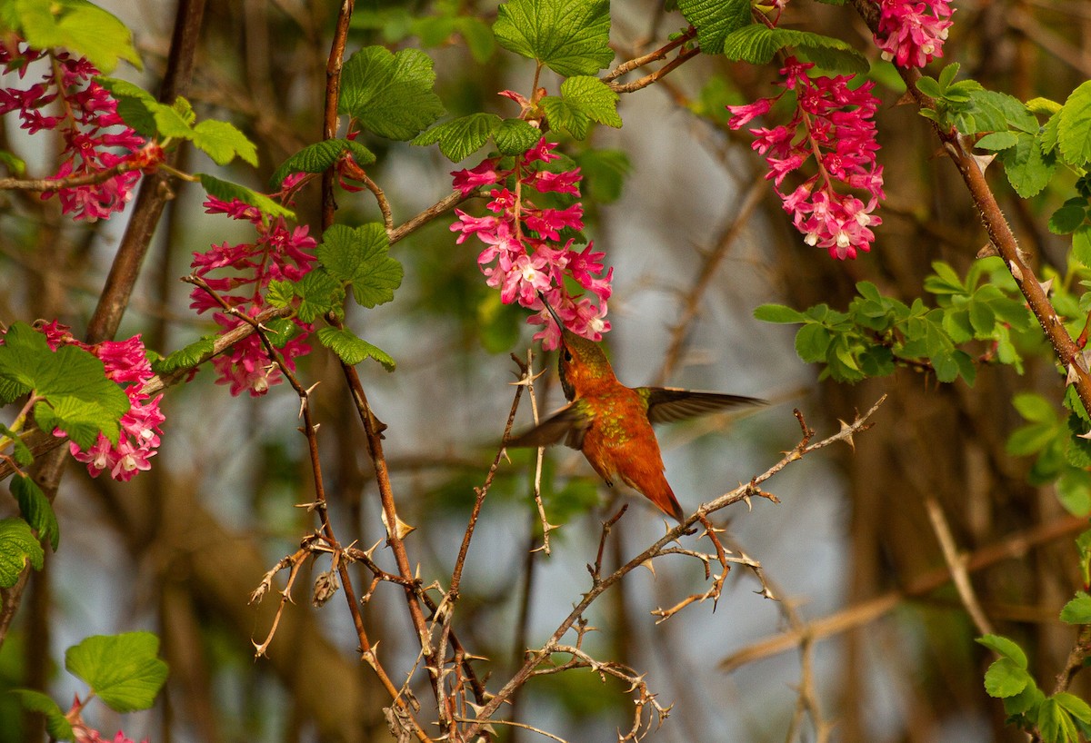 Rufous Hummingbird - Tanya Pluth