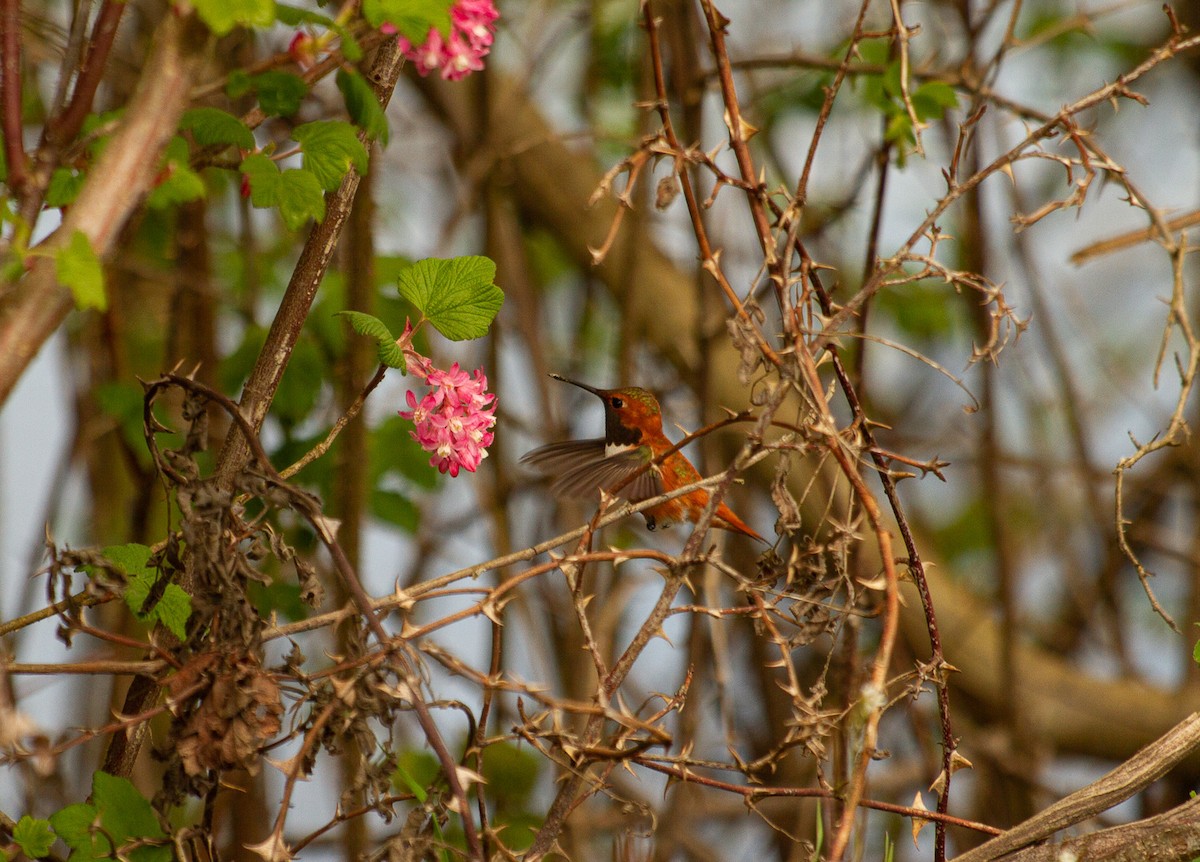 Rufous Hummingbird - ML324965611