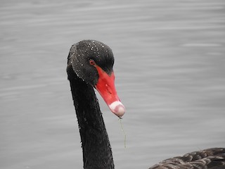 Black Swan, ML324970941