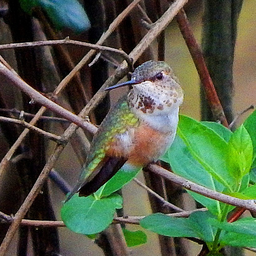 Rufous Hummingbird - ML324972401