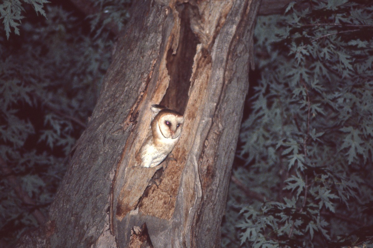 Barn Owl - Sherman Suter