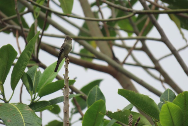Ml95992201 Eastern Wood Pewee Macaulay Library