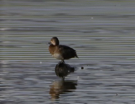 Ring-necked Duck - ML324993351
