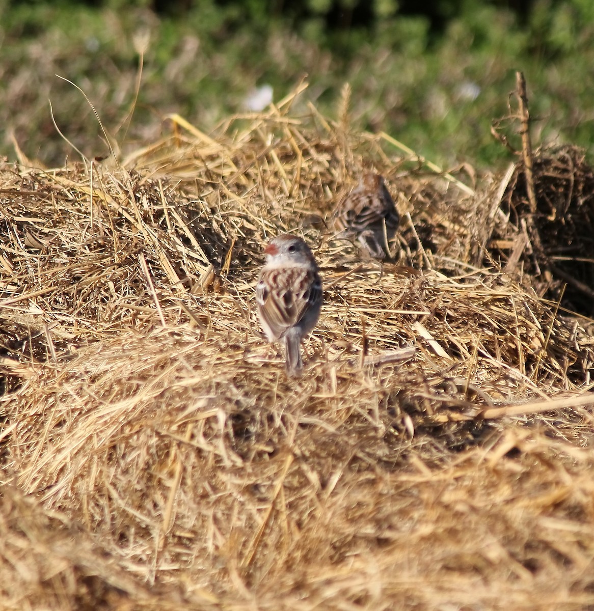 Field Sparrow - ML324995591
