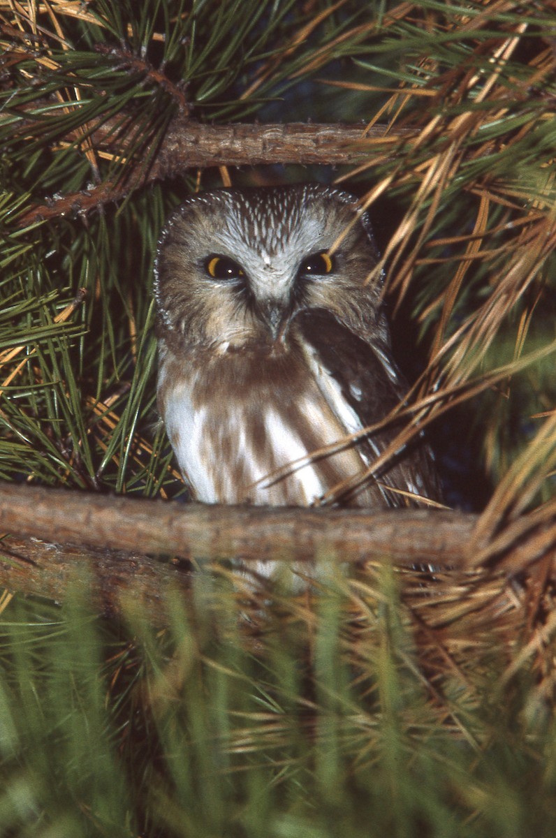 Northern Saw-whet Owl - Sherman Suter