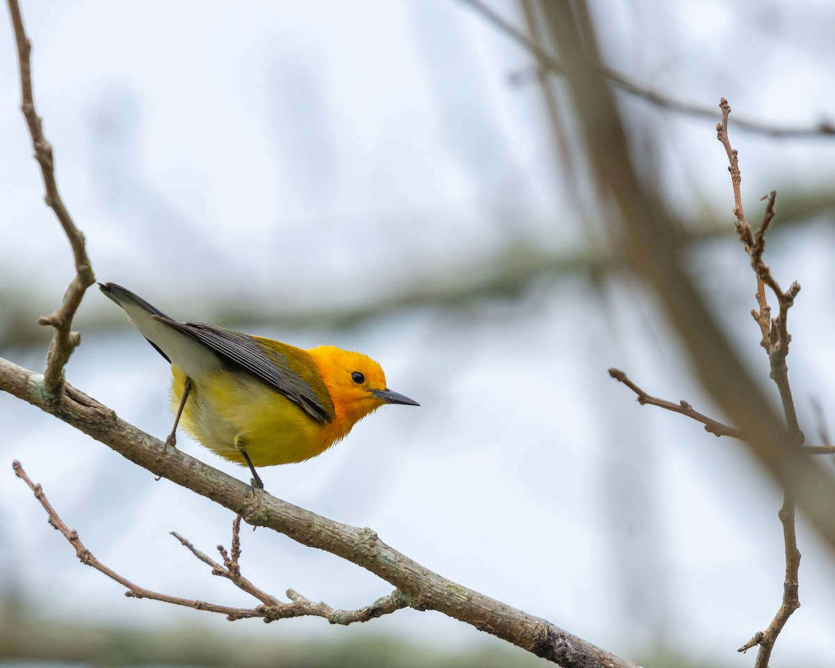 Prothonotary Warbler - ML324998951