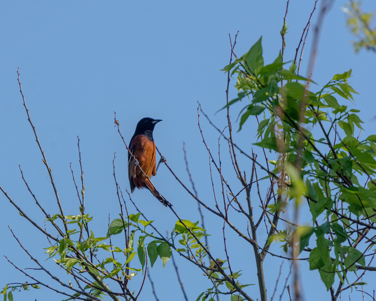 Orchard Oriole - ML324998961