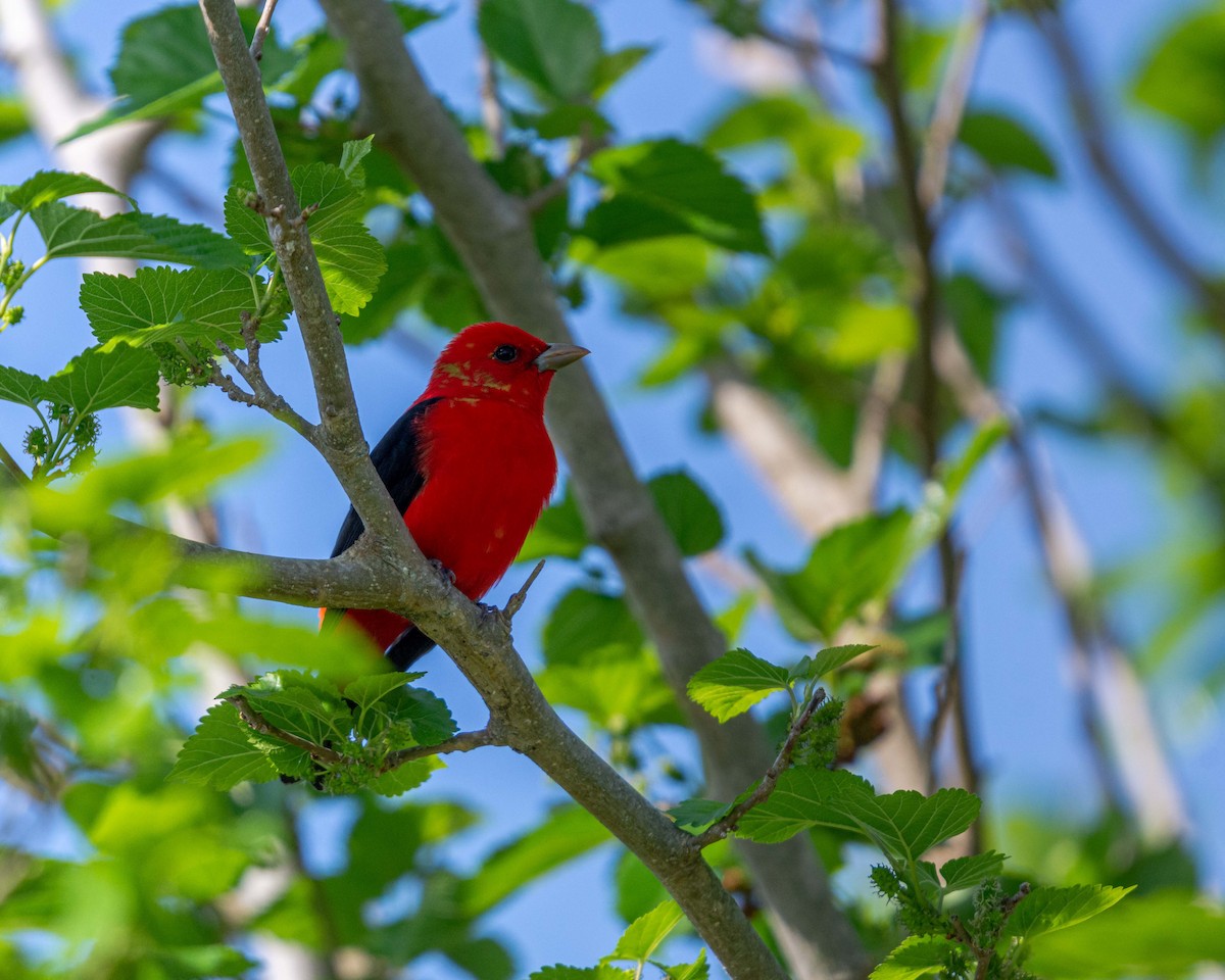 Scarlet Tanager - ML325001781