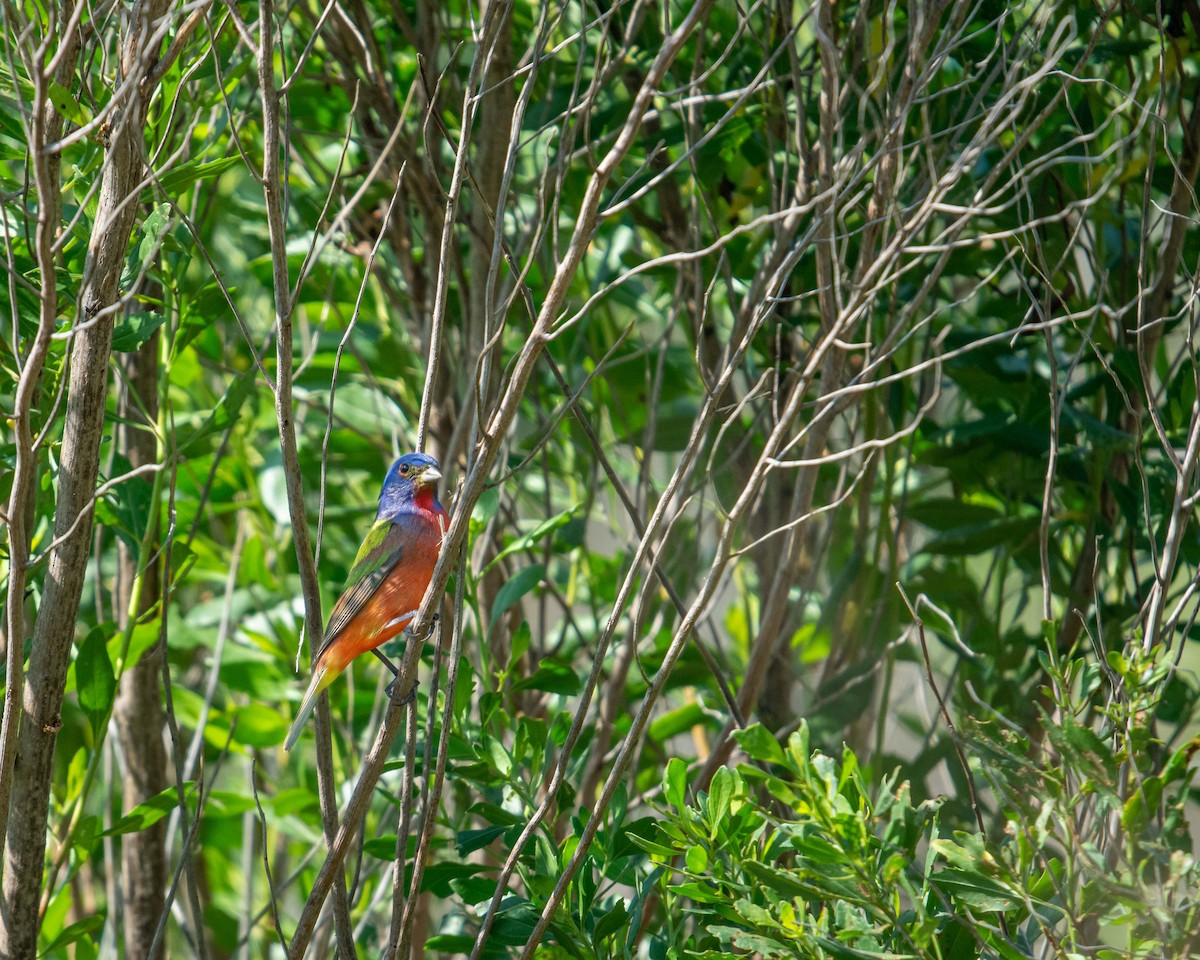 Painted Bunting - ML325001801