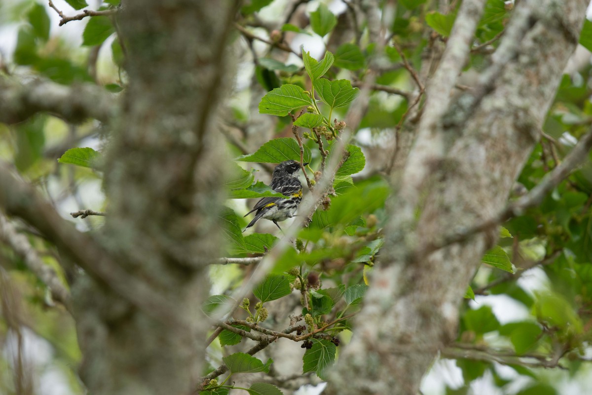 Yellow-rumped Warbler (Myrtle) - ML325002021