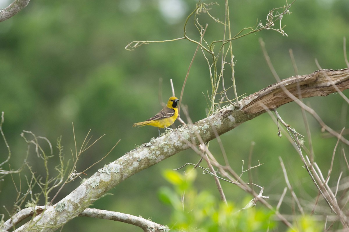 Orchard Oriole - ML325002311