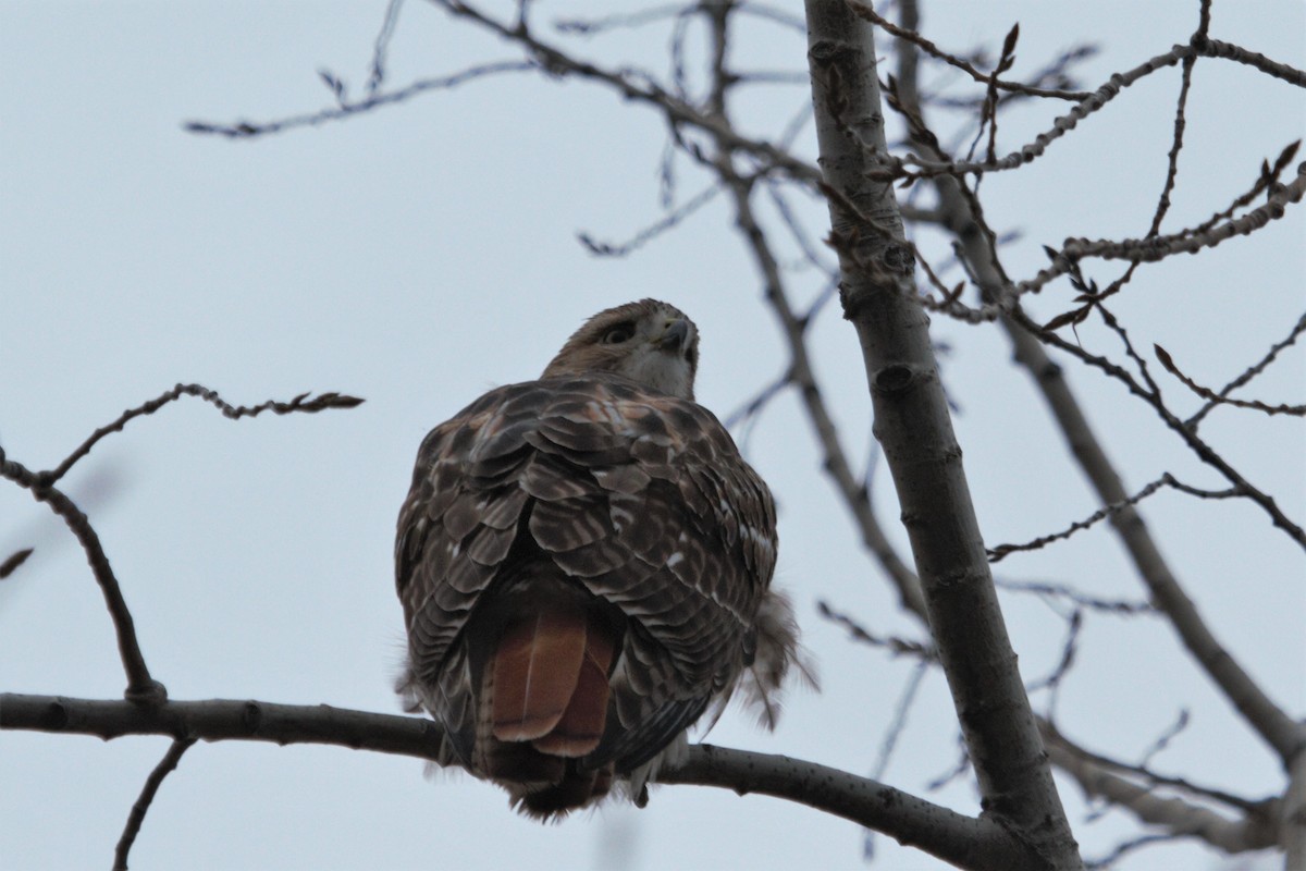 Red-tailed Hawk - Anya Auerbach