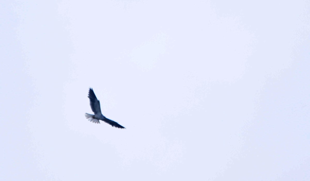 Black-winged Kite - ML325005521