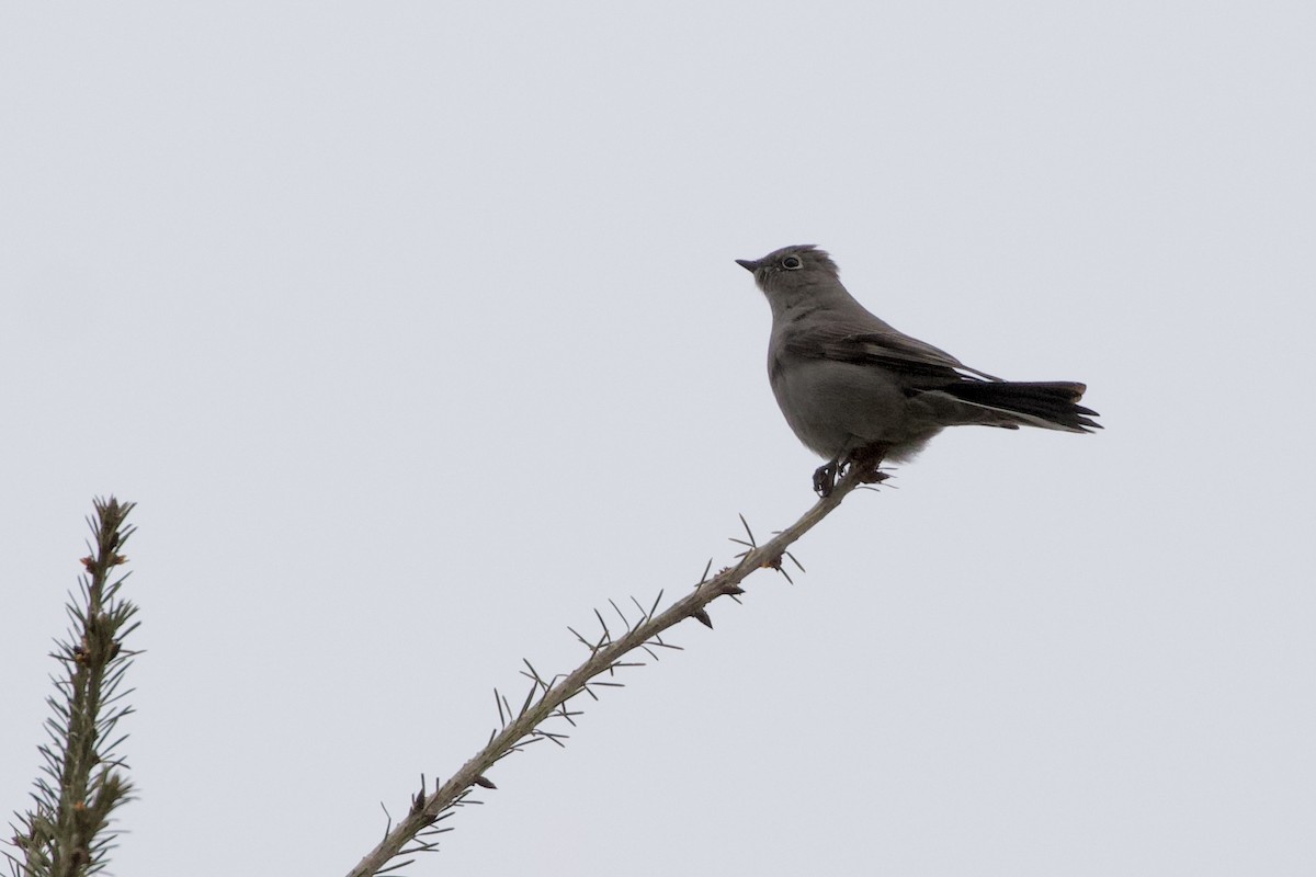 Townsend's Solitaire - Aaron Roberge