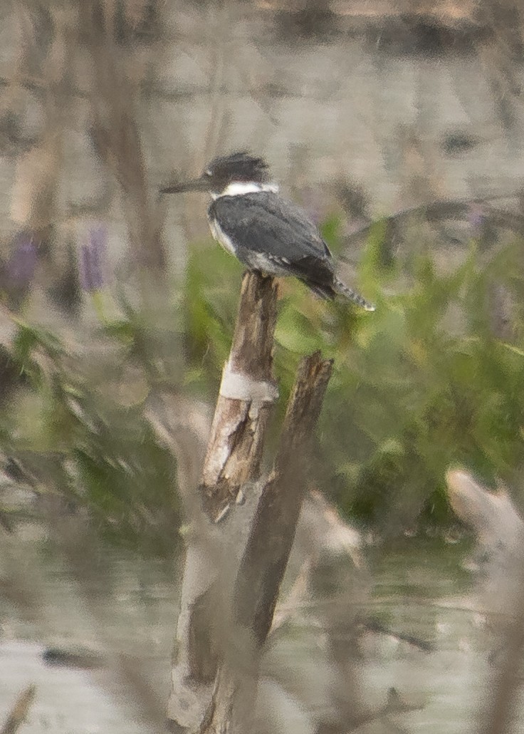 Belted Kingfisher - ML32500661