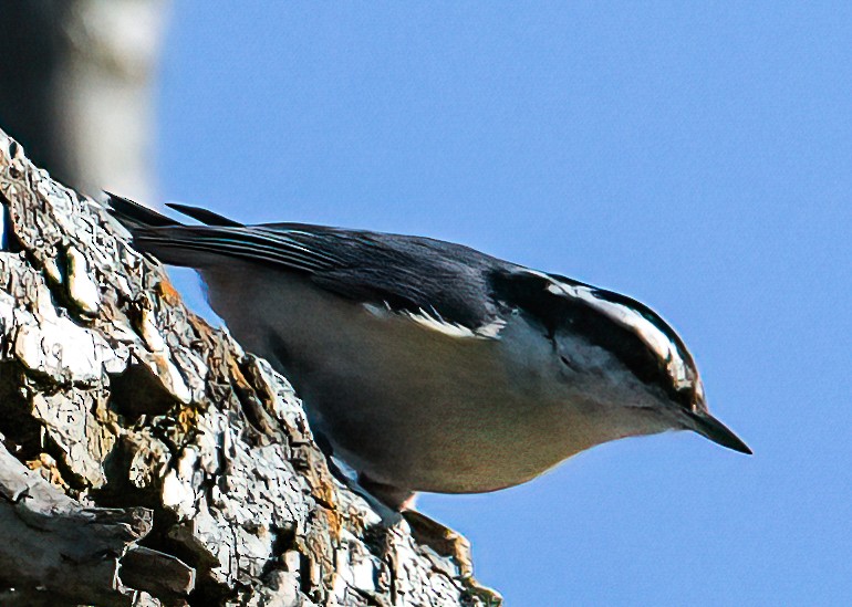 Red-breasted Nuthatch - ML325009361