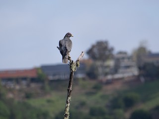 Band-tailed Pigeon, ML325009611