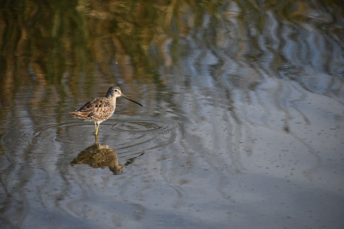 Long-billed Dowitcher - ML325010091