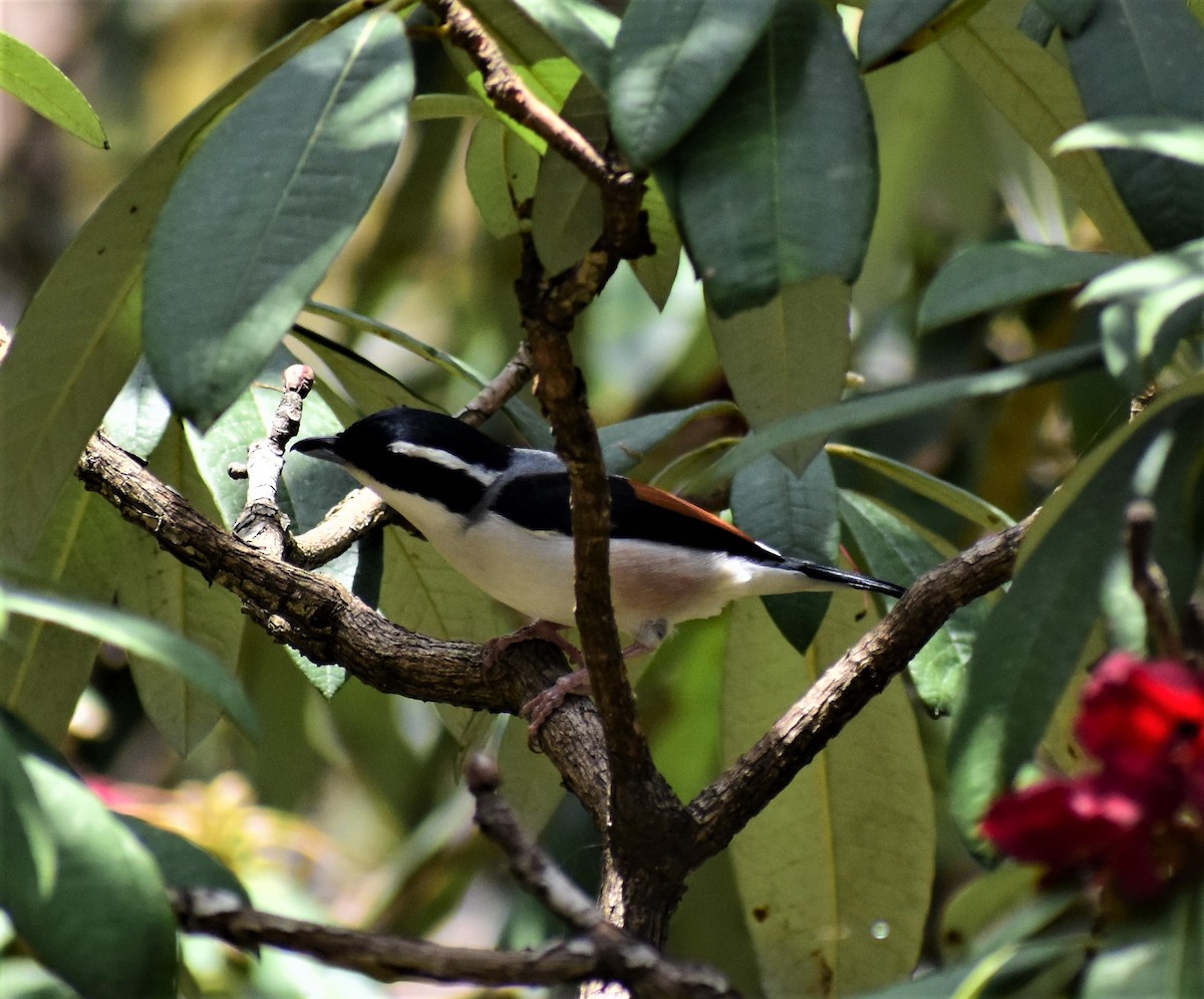 White-browed Shrike-Babbler (Himalajawürgervireo) - ML325010171