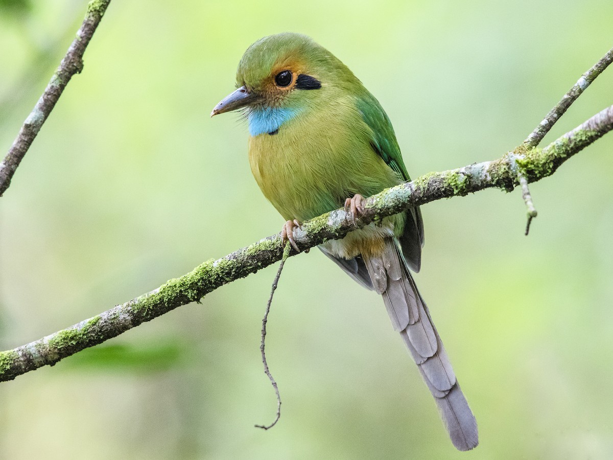 Blue-throated Motmot - Aspatha gularis - Birds of the World