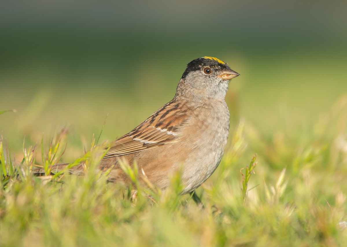Golden-crowned Sparrow - Carter Gasiorowski