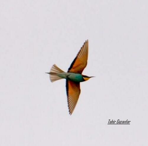 European Bee-eater - ML325016491