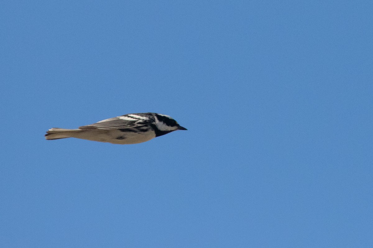 Black-throated Gray Warbler - ML325020991
