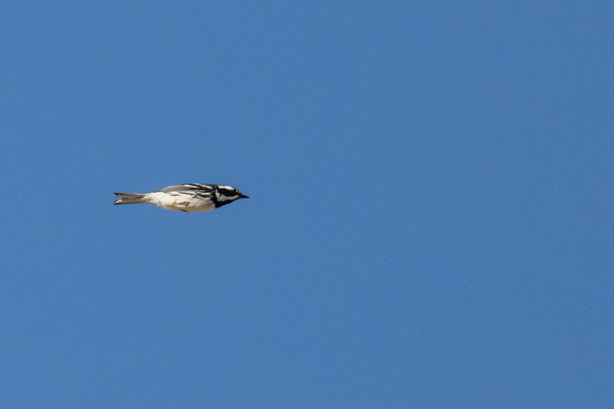 Black-throated Gray Warbler - ML325021021