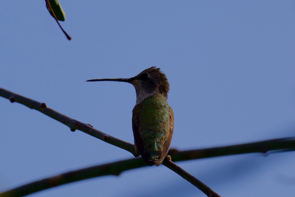 Black-chinned Hummingbird - John Dumlao