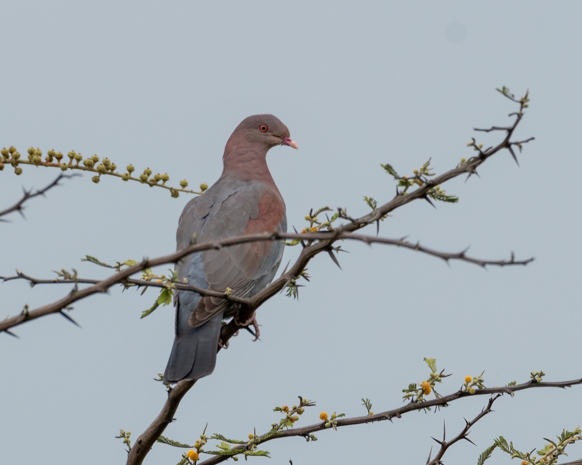 Red-billed Pigeon - ML325027491