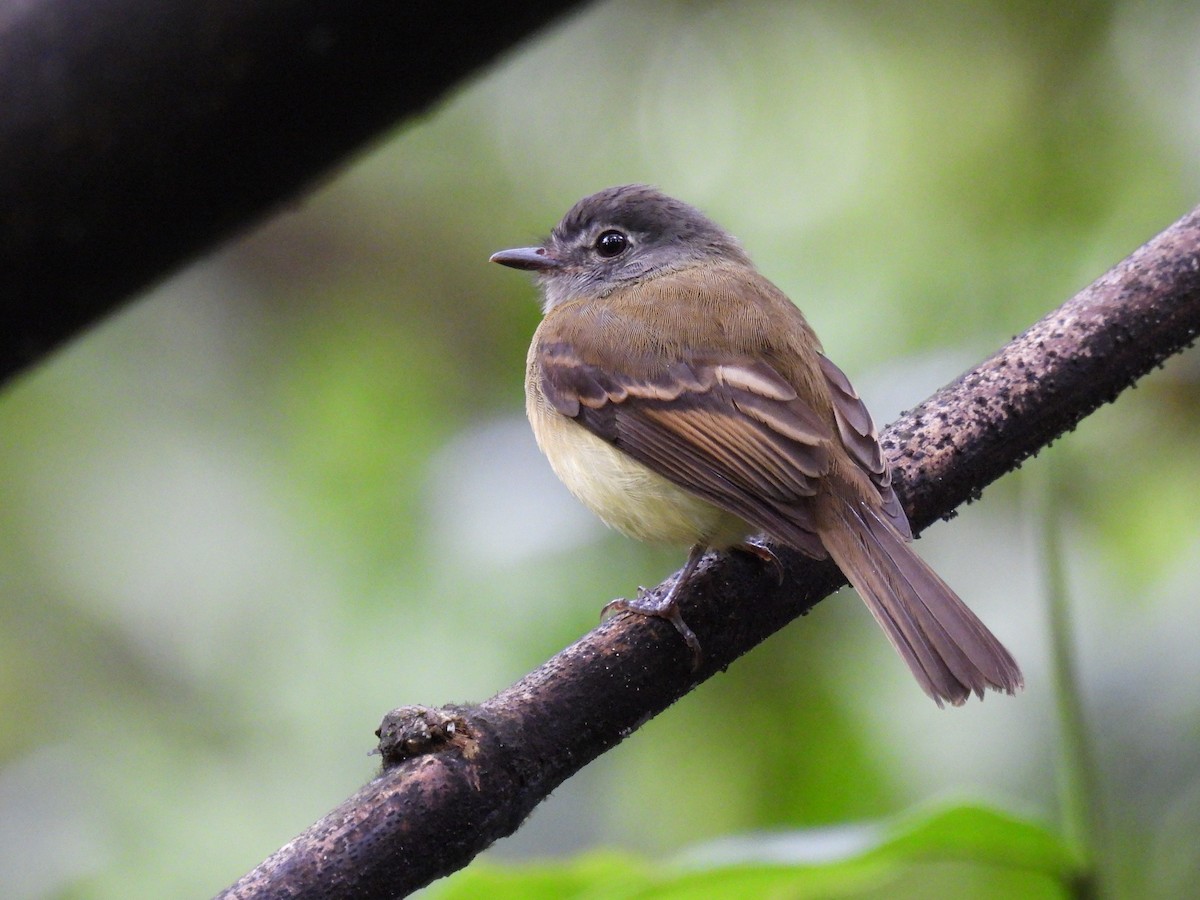 Tawny-chested Flycatcher - Carlos Ulate