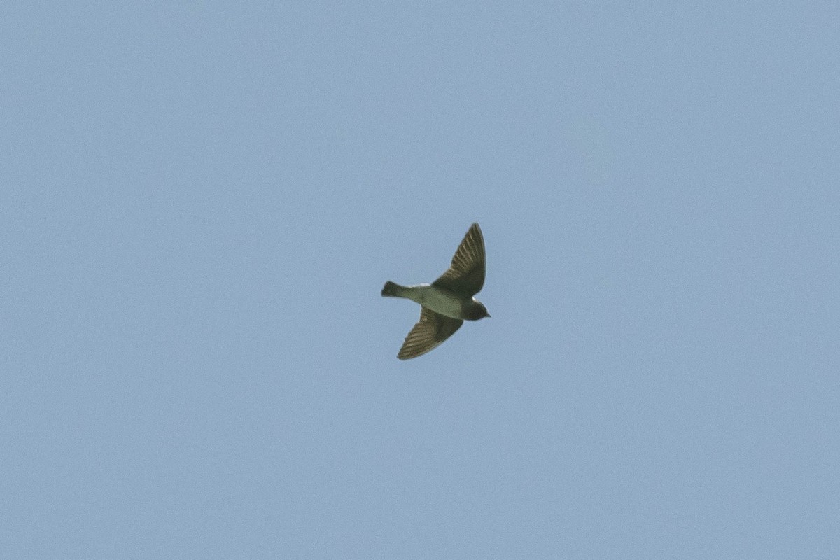Northern Rough-winged Swallow - ML325032421