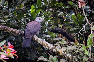 Nilgiri Wood-Pigeon, ML325033081