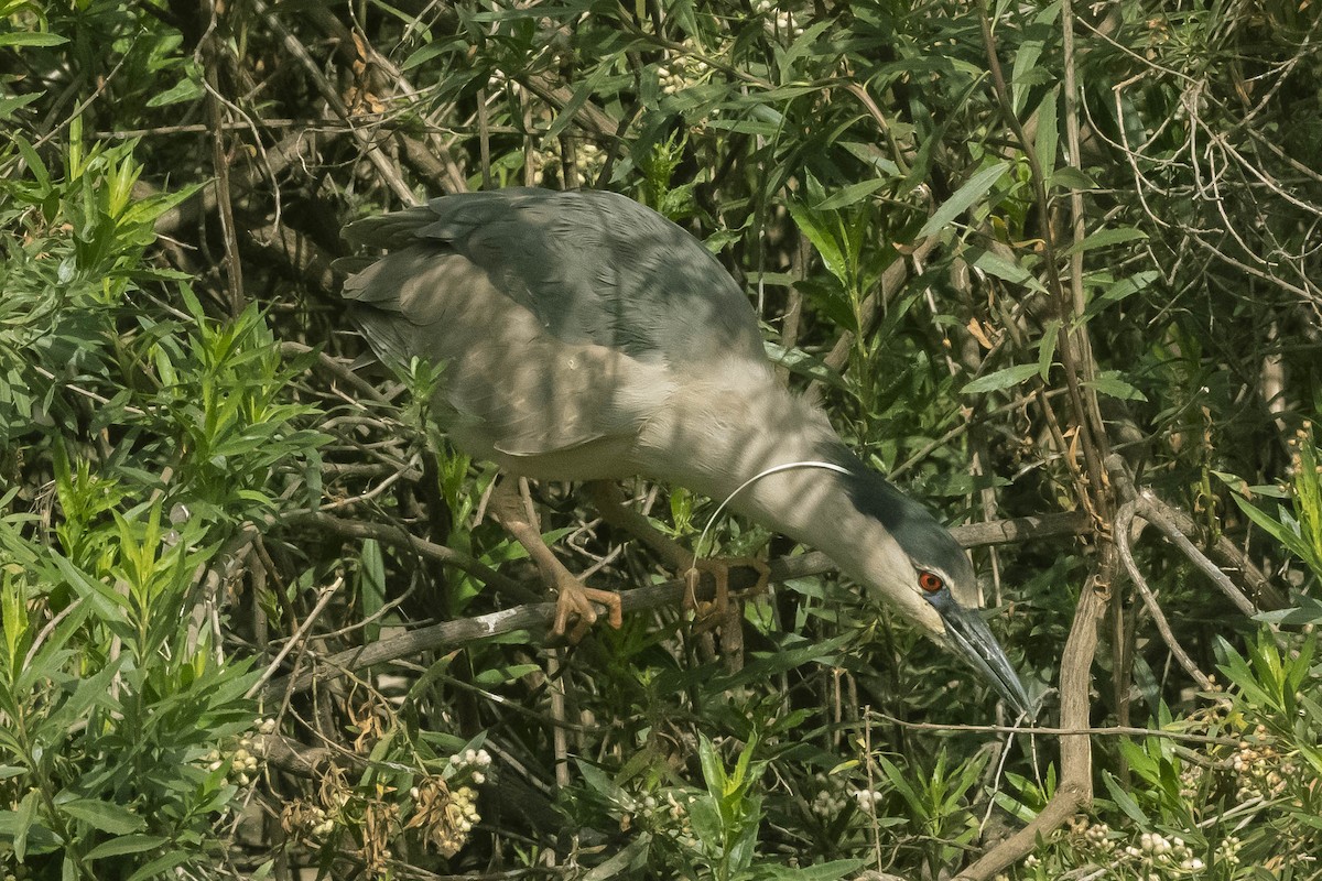 Black-crowned Night Heron - ML325033341