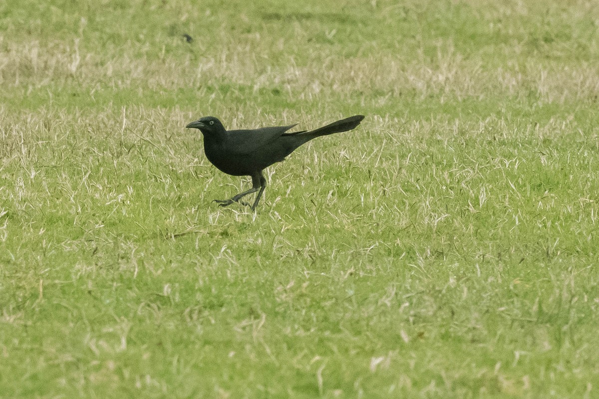 Great-tailed Grackle - ML325034351