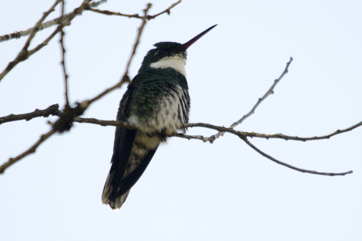White-throated Hummingbird - ML32503971