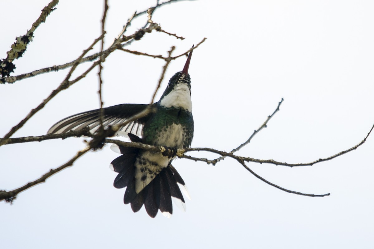 White-throated Hummingbird - Luiz Carlos Ramassotti