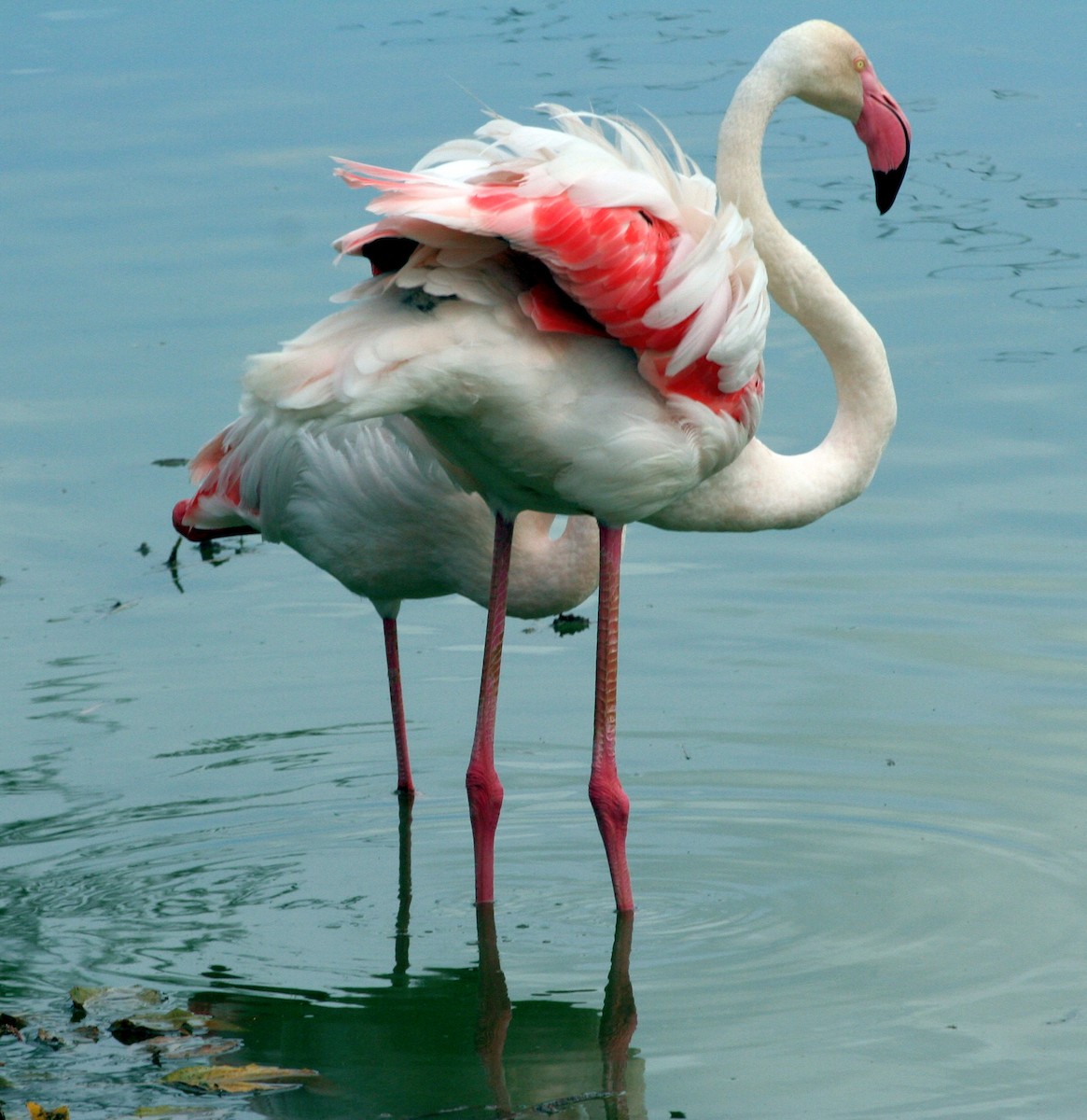 Greater Flamingo - ML325047731