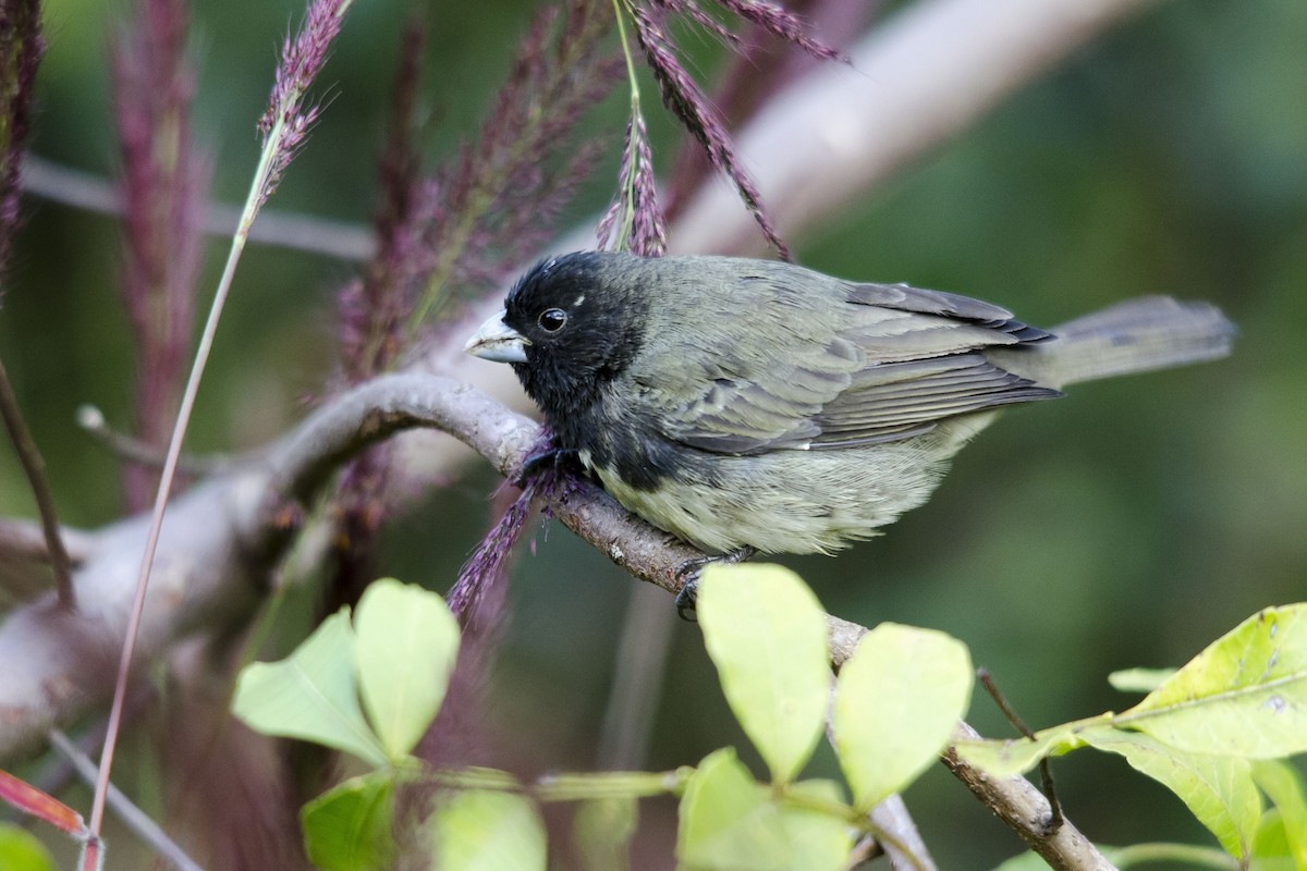 Yellow-bellied Seedeater - ML32504901