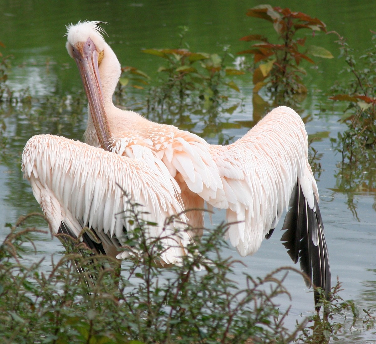 Pink-backed Pelican - ML325049261