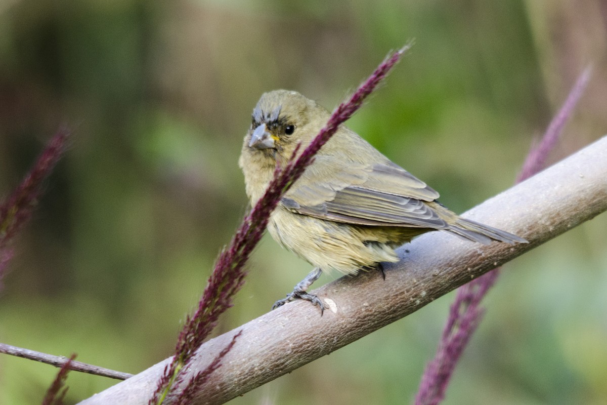 Yellow-bellied Seedeater - ML32504931