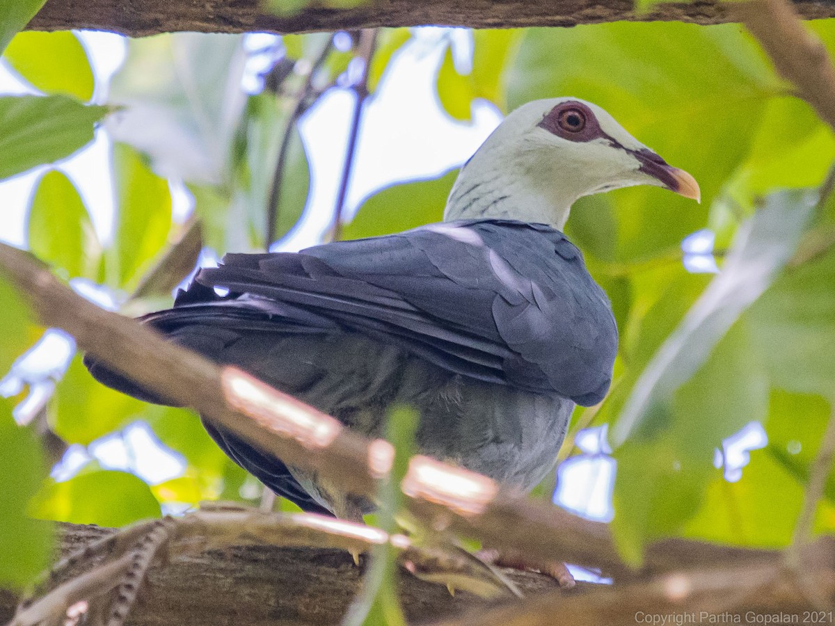 Andaman Wood-Pigeon - Parthasarathy Gopalan