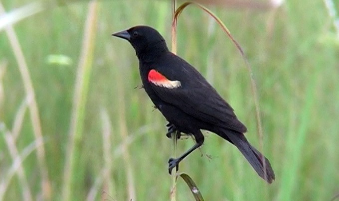 Red-shouldered Blackbird - ML325054171