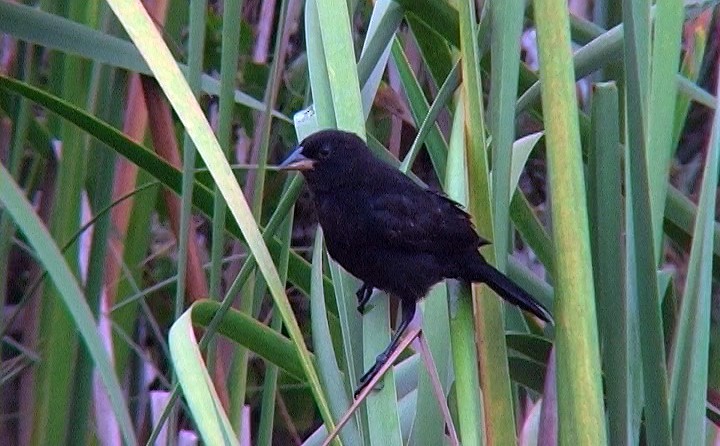 Red-shouldered Blackbird - ML325054181