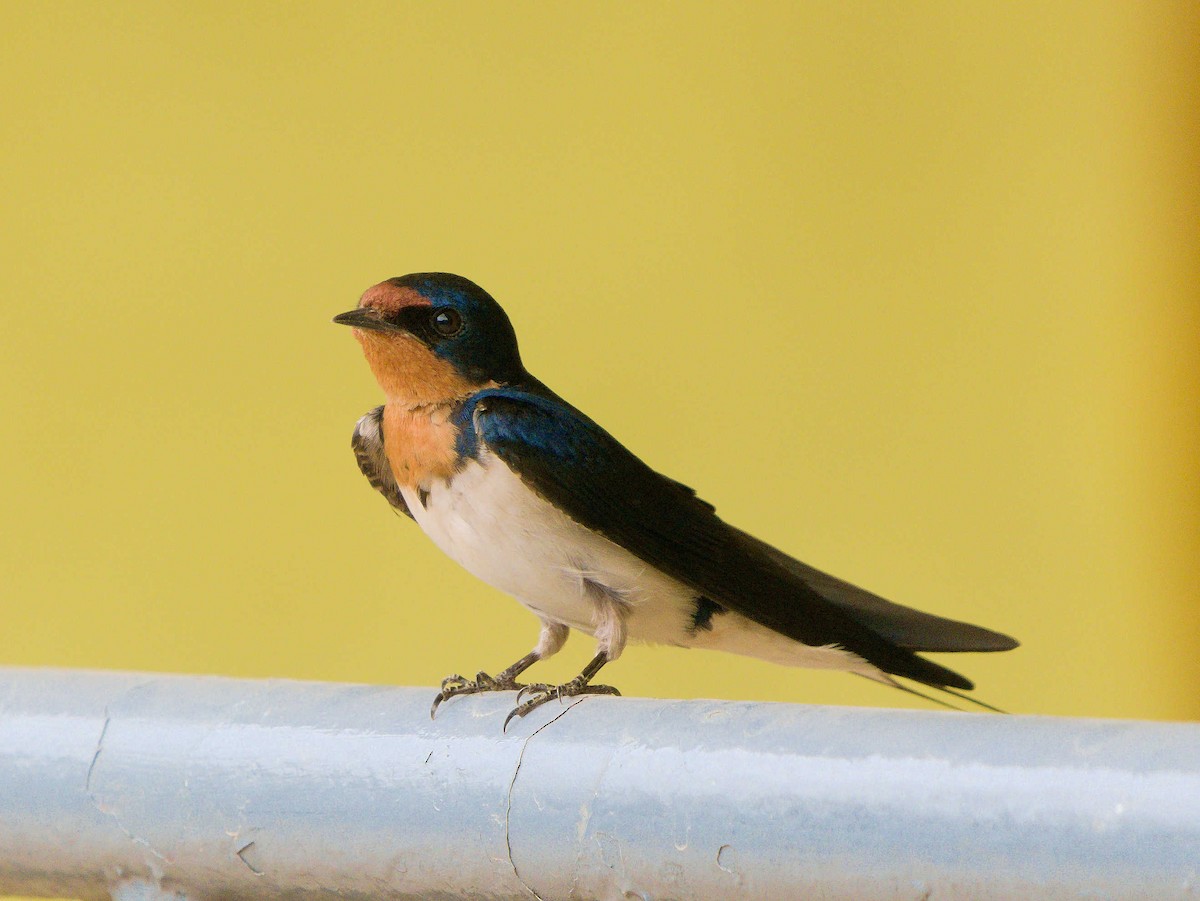 Red-chested Swallow - ML325055991