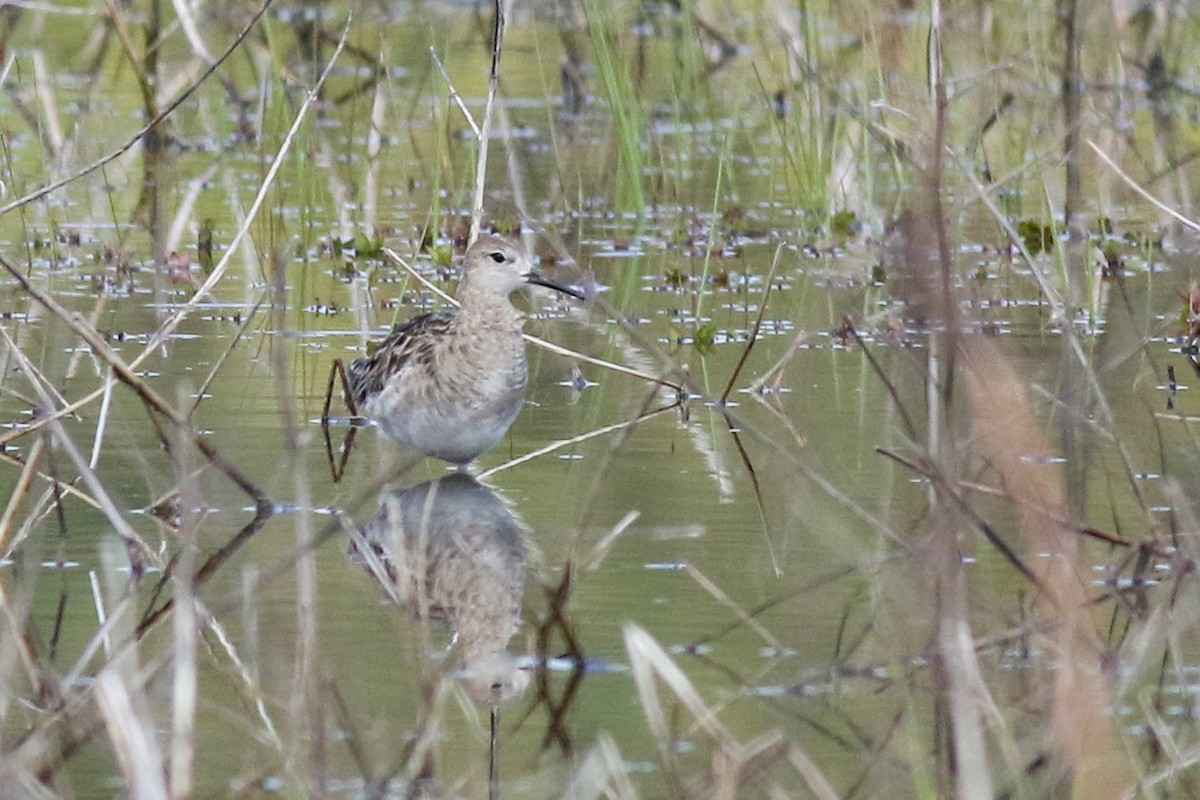 eBird Checklist - 10 Apr 2021 - Princess Anne WMA--Beasley Tract - 24 ...