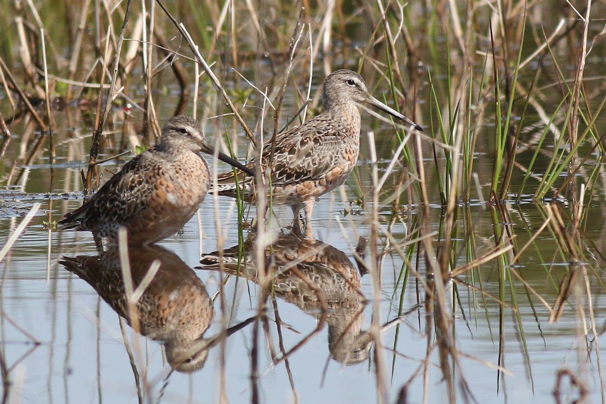 Long-billed Dowitcher - ML325058641