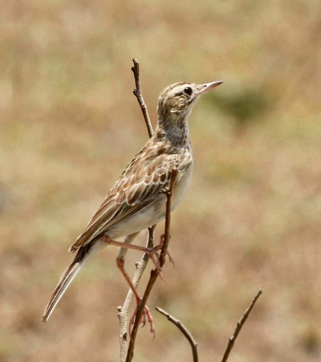 African Pipit - ML325059781