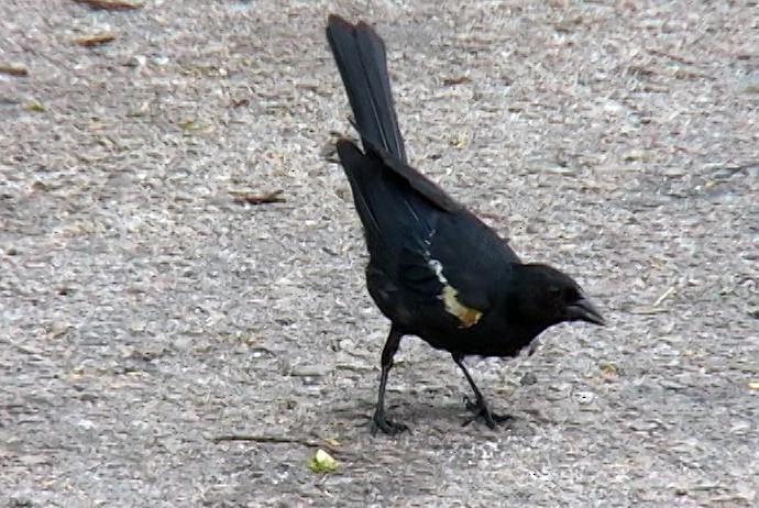 Tawny-shouldered Blackbird - ML325059801
