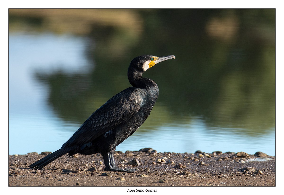Great Cormorant - agostinho gomes
